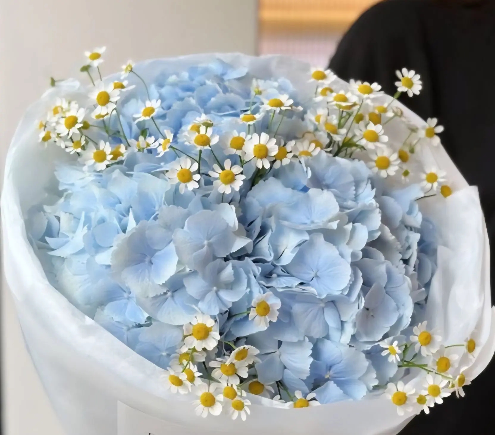 Небесная гортензия