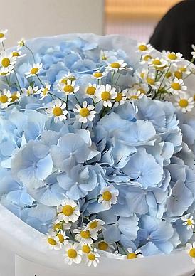 Небесная гортензия