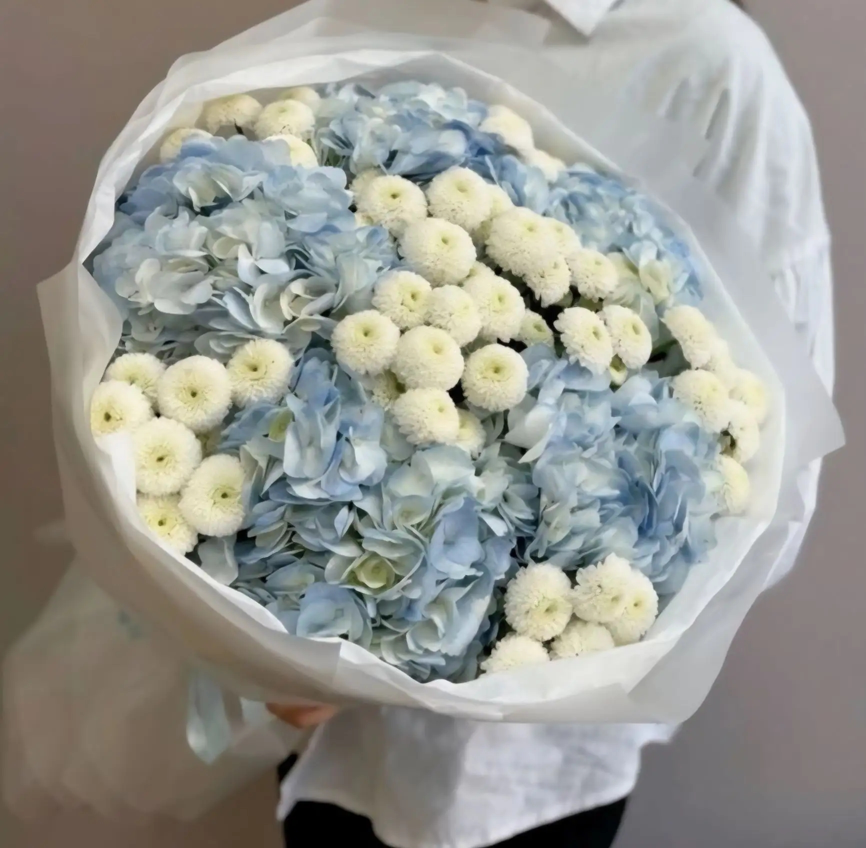 Дуэт Гортензий и Ньютона